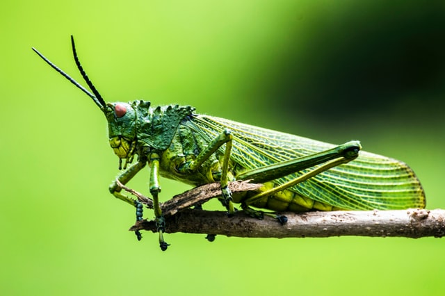 Miliony gatunków owadów, których za sto lat już może nie być na Ziemi